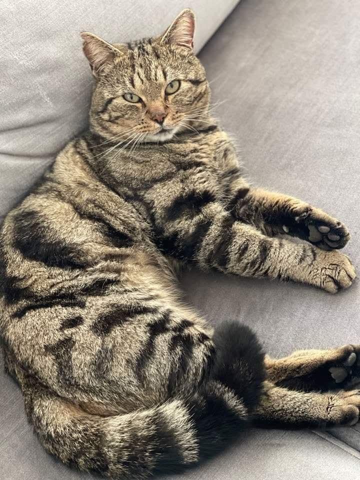 Freddie🐈🌈💫, Sela🐈 & Co tweet media