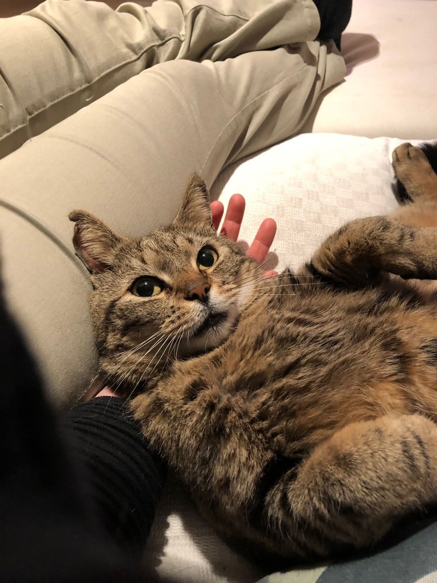 Freddie🐈🌈💫, Sela🐈 & Co tweet media