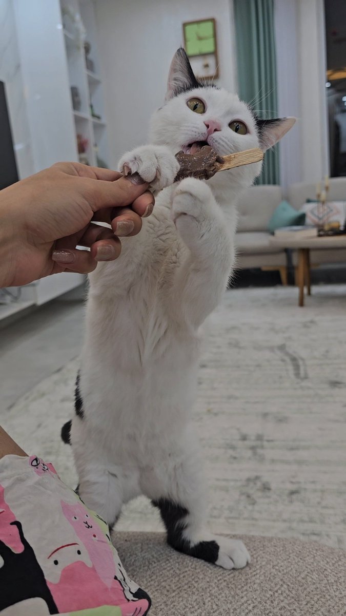 خرگوشیانو سنپای🐰 tweet media