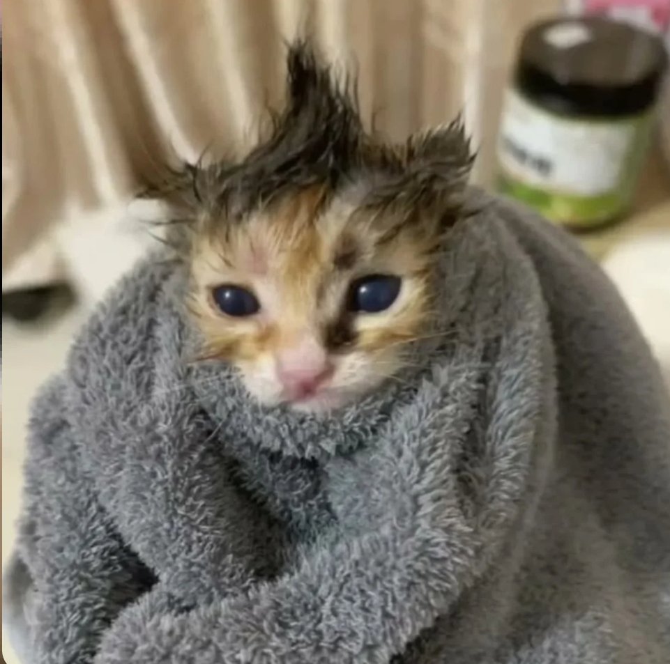 SFIGATTO tweet media