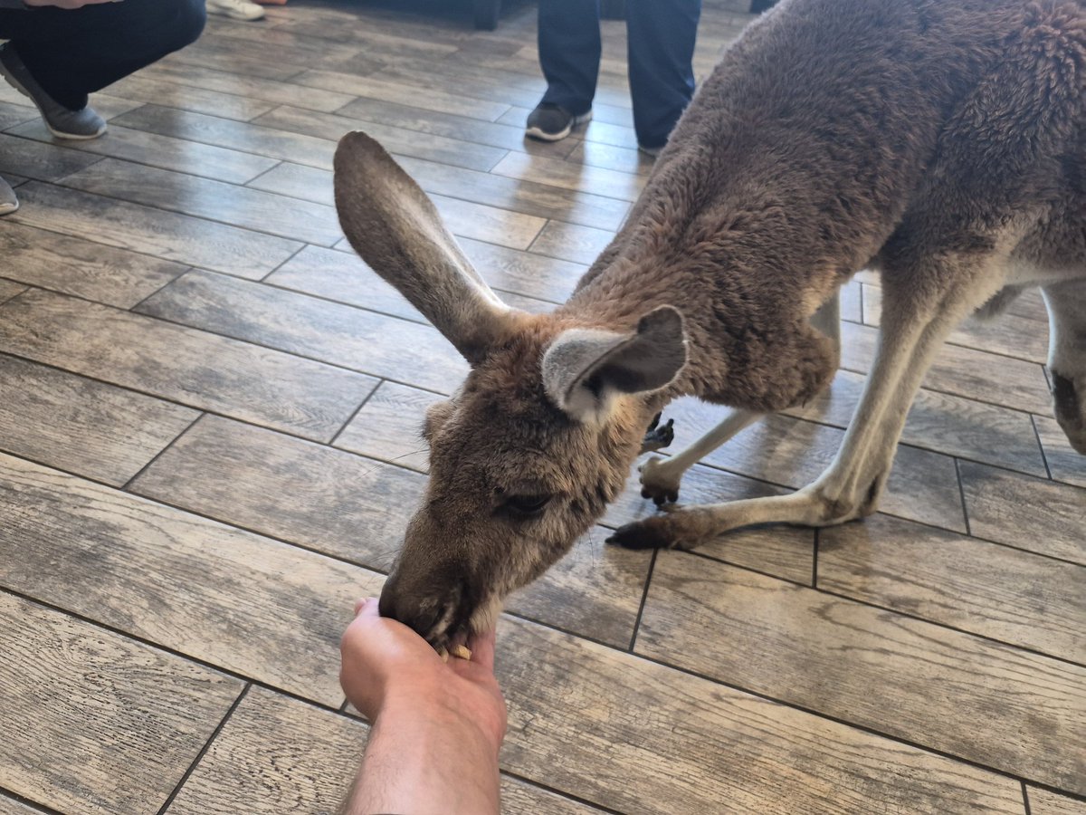 PyrusDeltaDrago's tweet photo. Someone brought a kangaroo to work. https://t.co/39BjHrGzrB