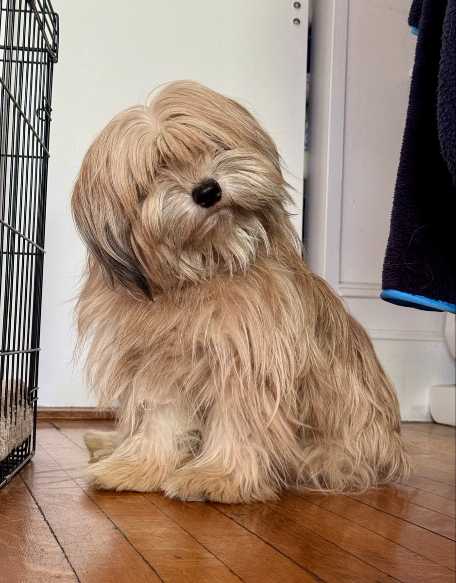 Sophie Vershbow tweet media