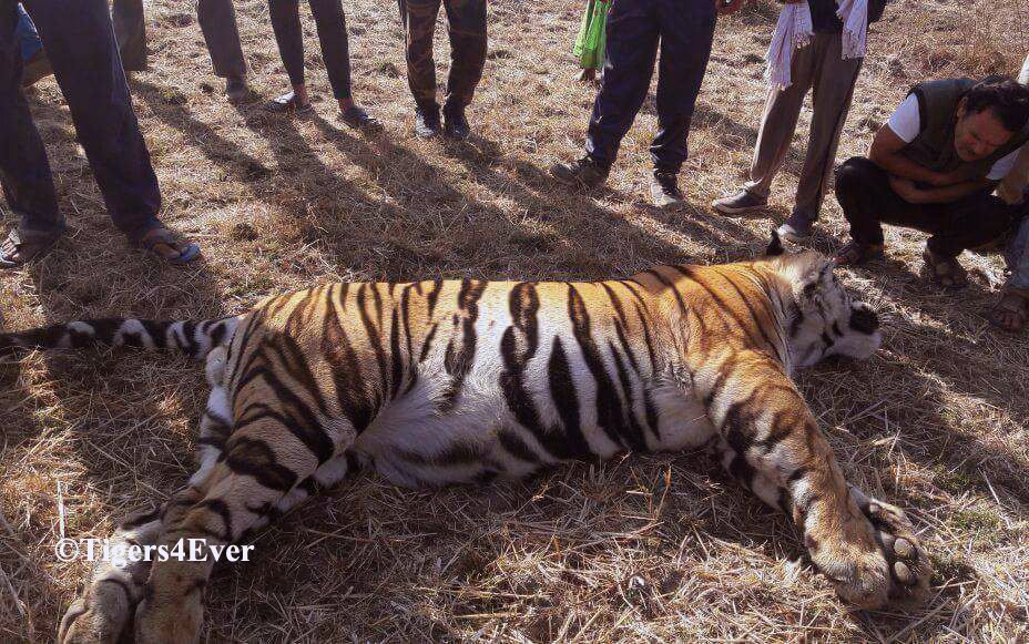 Tigers4Ever2010's tweet image. Every week we check a statistic about wild #Tigers in India which we always hope will not have changed since the last time. Sadly it always does change &amp;amp; so we report the sad news that the official figure for wild #Tiger deaths in India in 2026 is 52! So very sad 😿🙏🐾🐅We wish