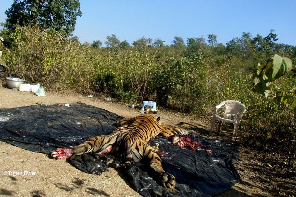 Tigers4Ever2010's tweet image. Every week we check a statistic about wild #Tigers in India which we always hope will not have changed since the last time. Sadly it always does change &amp;amp; so we report the sad news that the official figure for wild #Tiger deaths in India in 2026 is 52! So very sad 😿🙏🐾🐅We wish