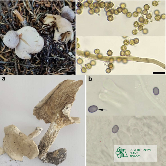 CompPlantBiol's tweet photo. New data on the diversity of fungi and fungus-like organisms in the coniferous forests of Shar Planina National Park with two species registered for North Macedonia for the first time. Find out at https://t.co/nzJQi5Uy0B  #botany #openaccess @BiologyFaculty https://t.co/dTExs0Tnbr