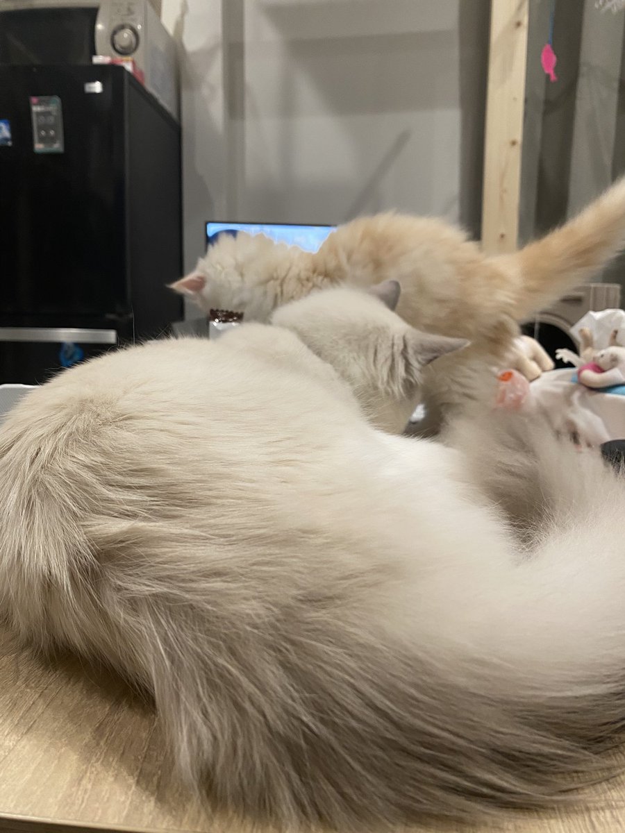 あずま しう tweet media