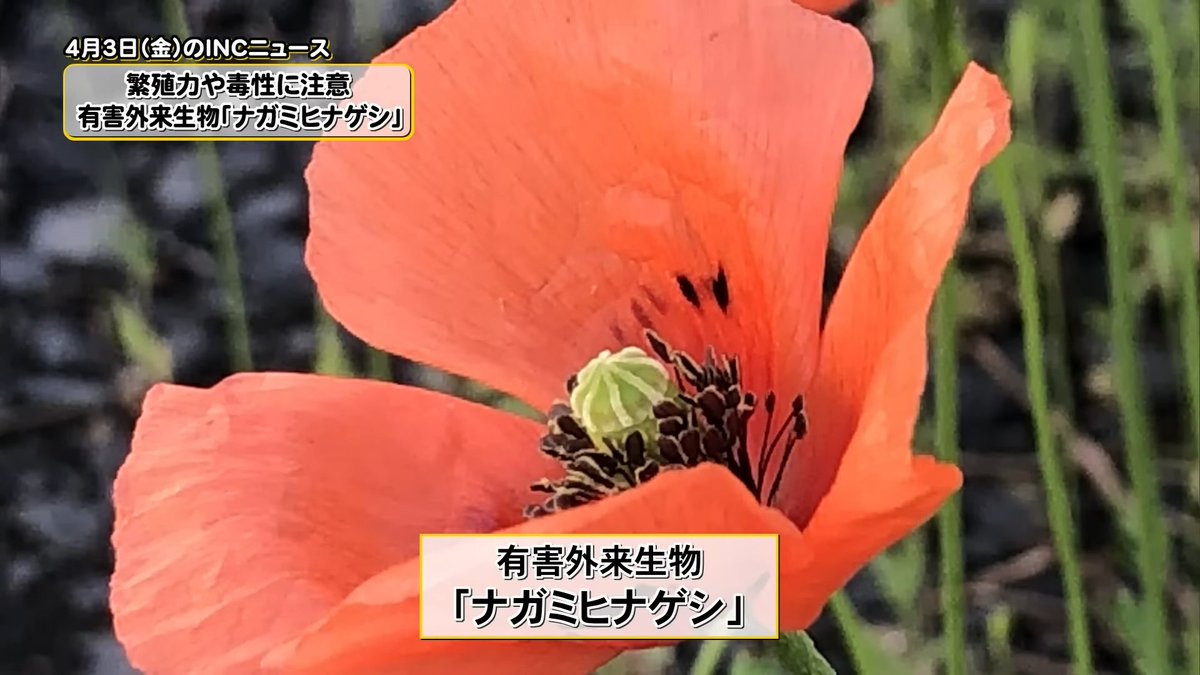 オキゾウ tweet media