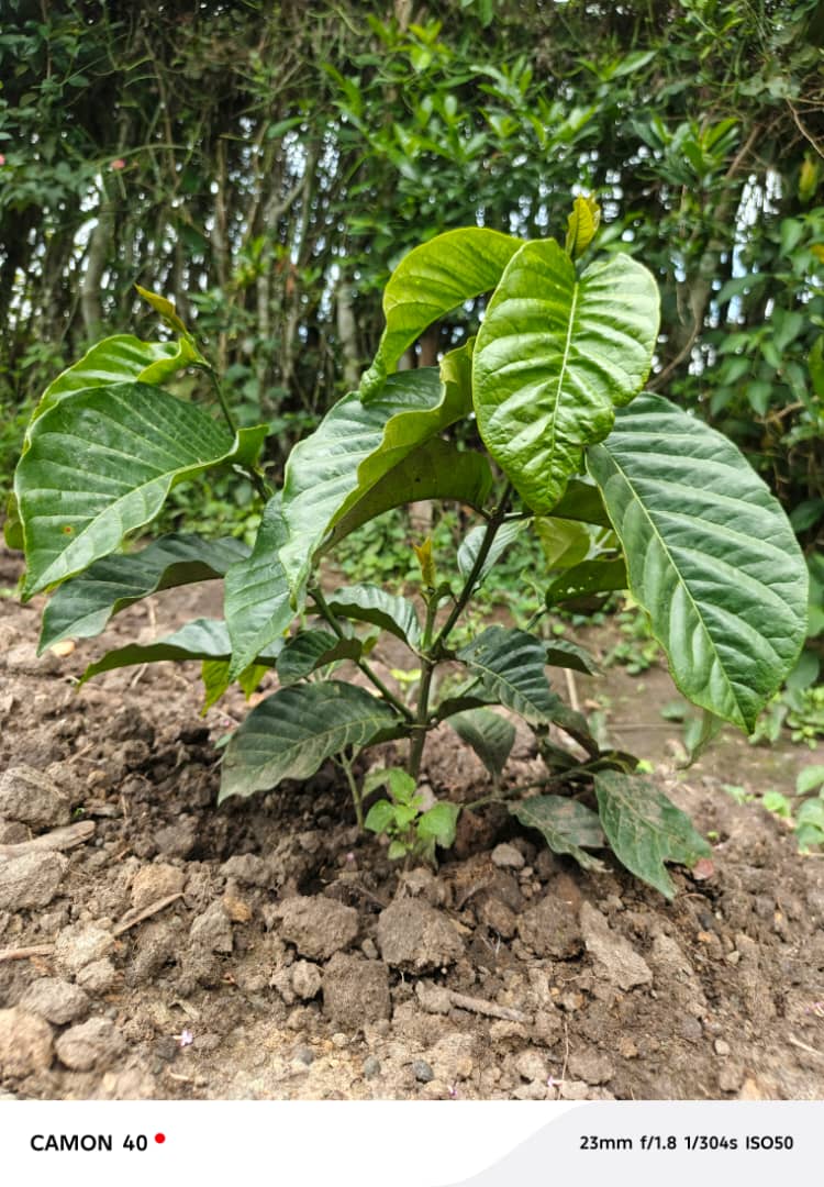 Ankole Pride Official 🇺🇬 tweet media