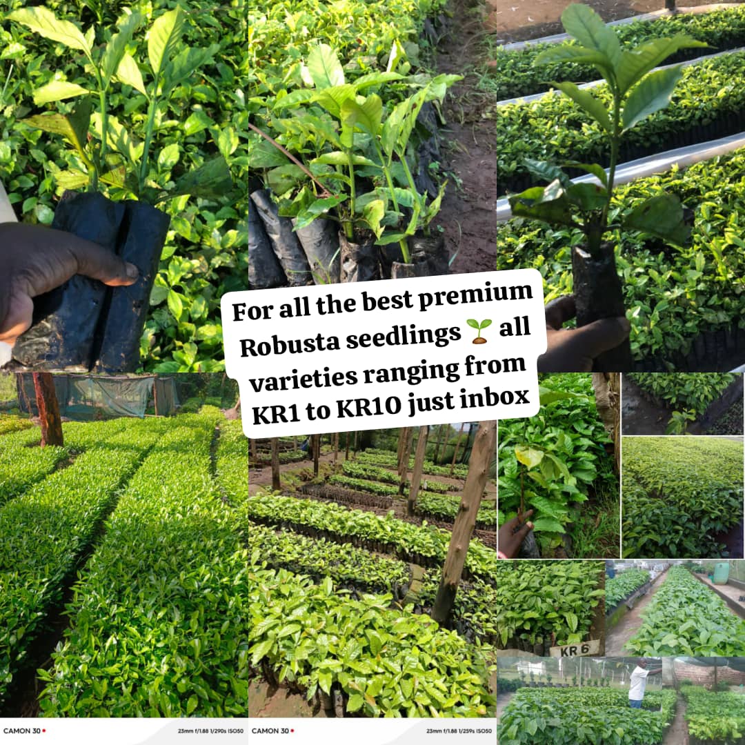 Ankole Pride Official 🇺🇬 tweet media