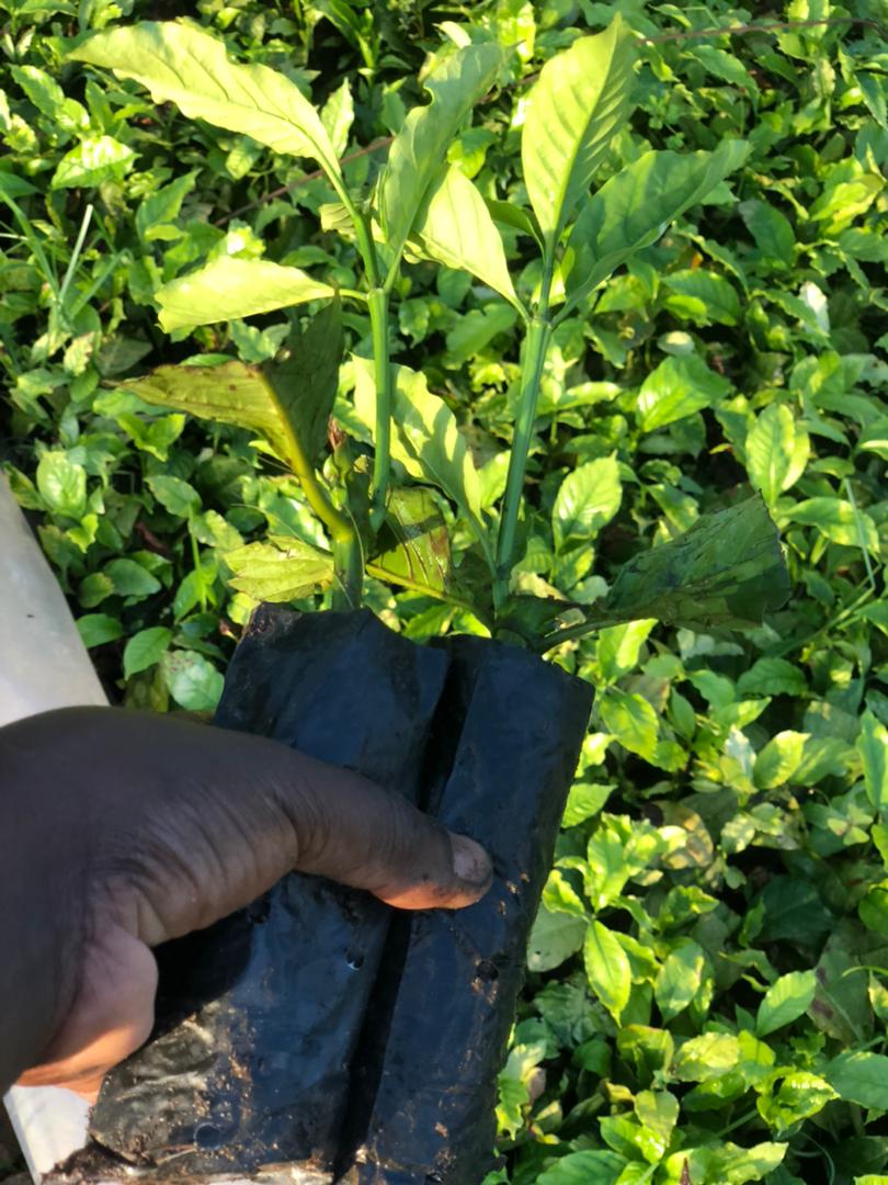 Ankole Pride Official 🇺🇬 tweet media