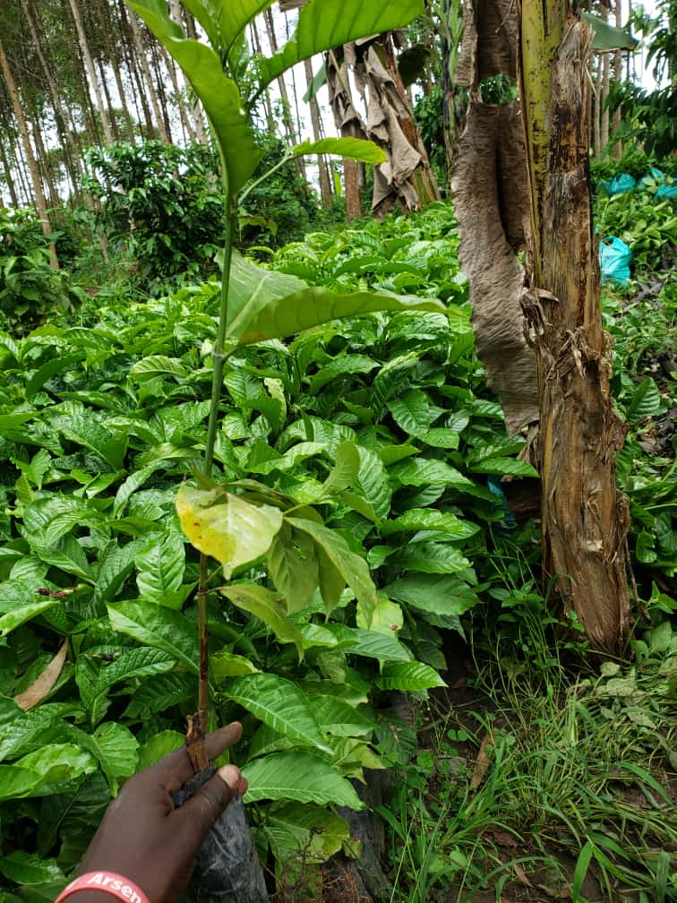 Ankole Pride Official 🇺🇬 tweet media