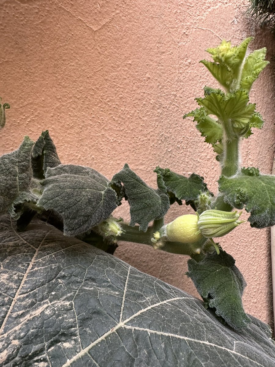 عبدالرحمن العبدالعزيزالمفلح tweet media