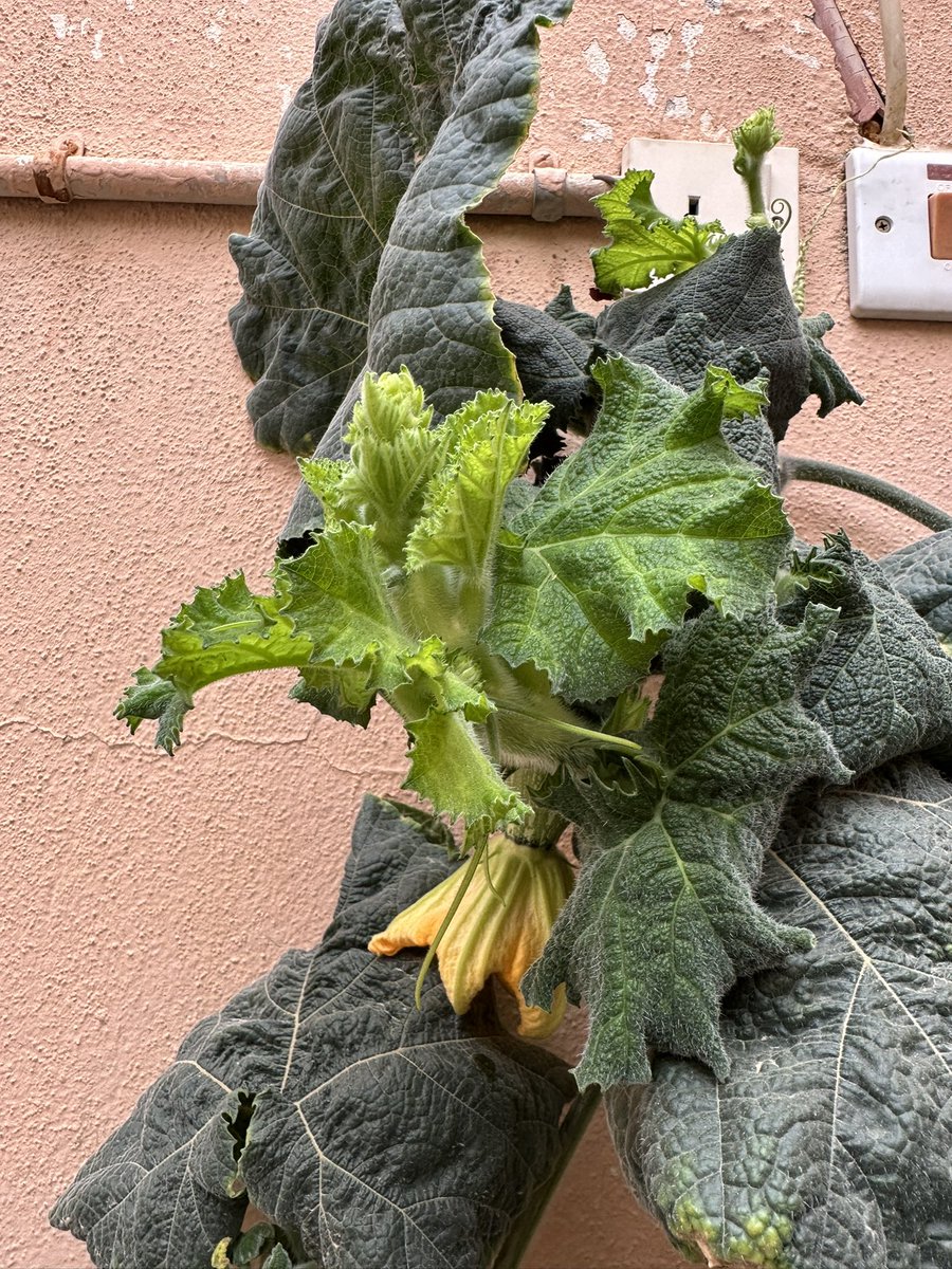 عبدالرحمن العبدالعزيزالمفلح tweet media