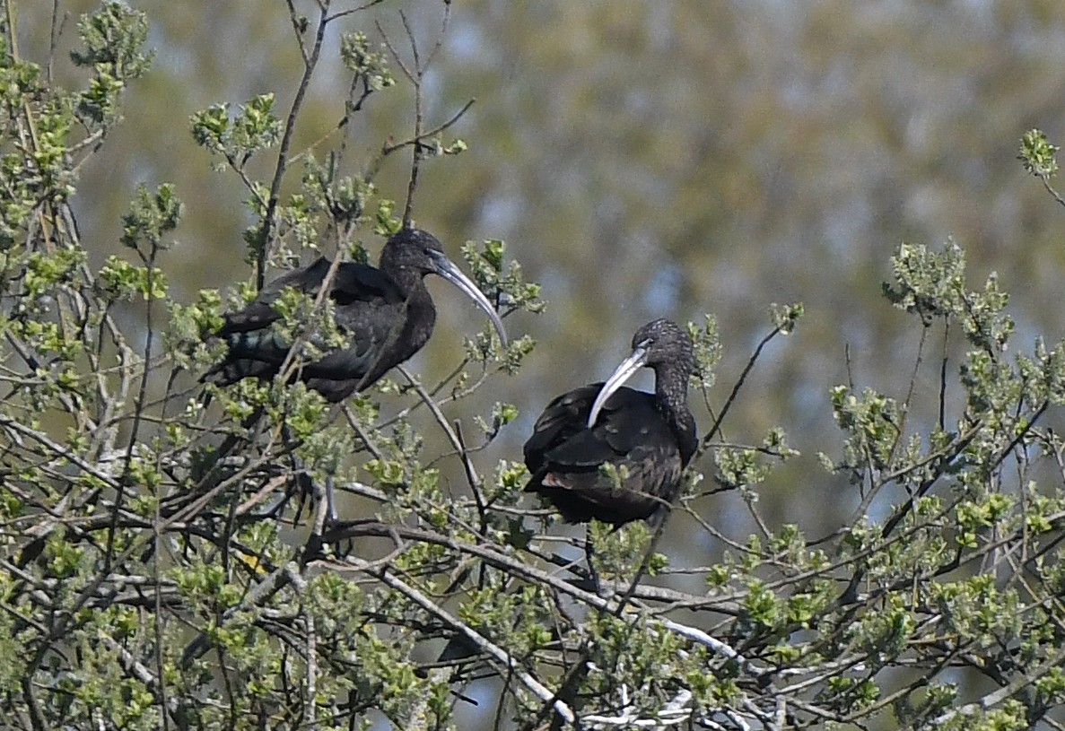 Paul Frost @frostybirding.bsky.social tweet media