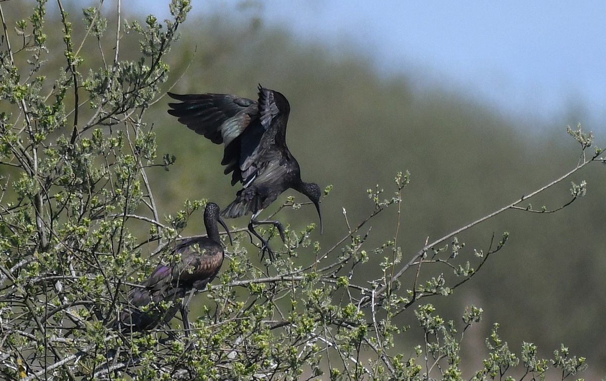 Paul Frost @frostybirding.bsky.social tweet media