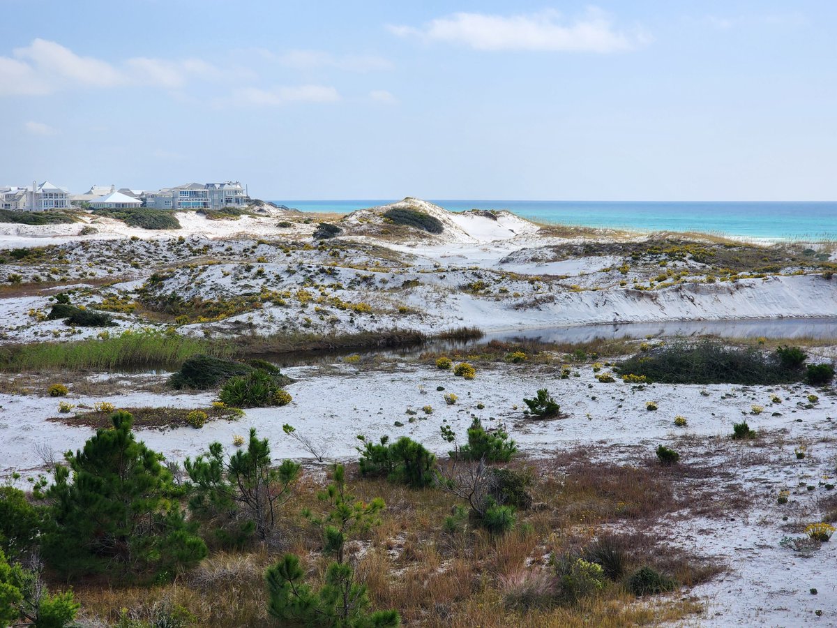 murraybalkcom's tweet photo. Nice dogs, strange people, and the best sunsets on 30A. 🌅 Grayton Beach is calling.

Whether you’re looking for a legacy cypress cottage or a modern retreat near Western Lake, start your search here: https://t.co/vyJSUWHr5Q 🏠🌊

#GraytonBeach #30A #RealEstate #EmeraldCoast https://t.co/PGMoOr3Sm7