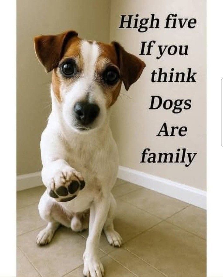 𝕏 Dogs tweet media