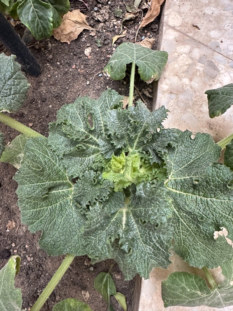 عبدالرحمن العبدالعزيزالمفلح tweet media