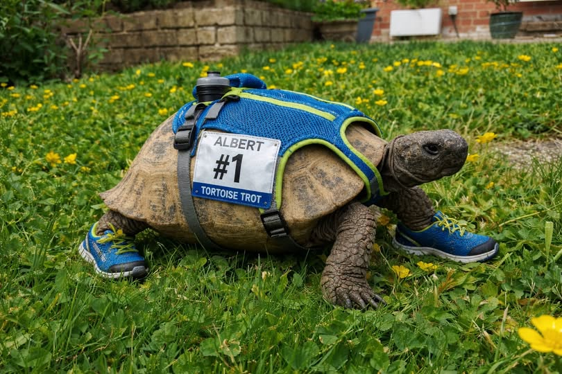 AlbertTortoise's tweet image. More #LondonMarathon #News... bit of a setback.. Training today and picked up so much #speed, lost a shoe. Obvs this won't put #ALBERTthetortoise off. Working on a solution. Otherwise timings are still looking good. Thanks for your support. AlbertTortoise.com
#tortoise #run