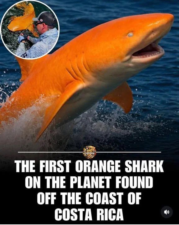 Bitcoin for Freedom tweet media