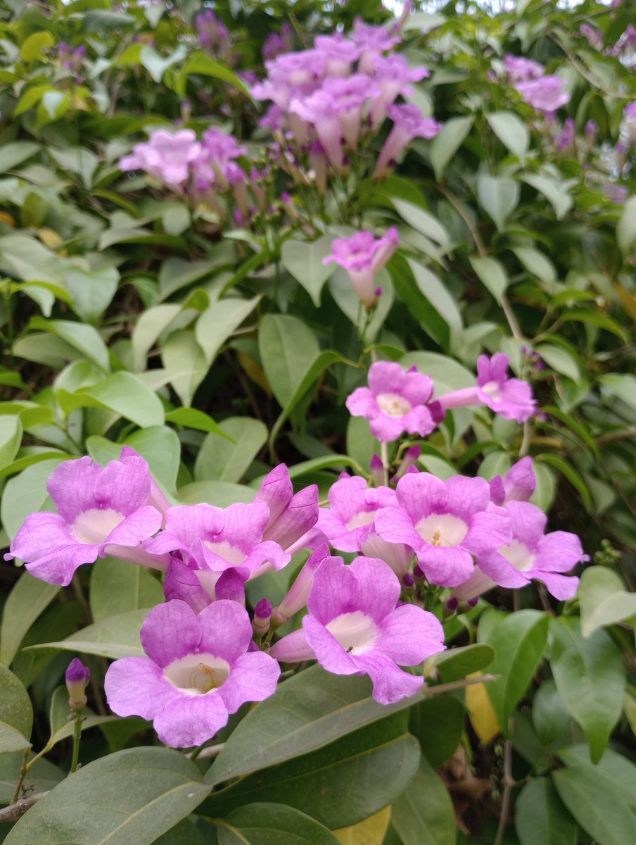 Rajiv_KP's tweet image. Same?

#purple #flowers #photography