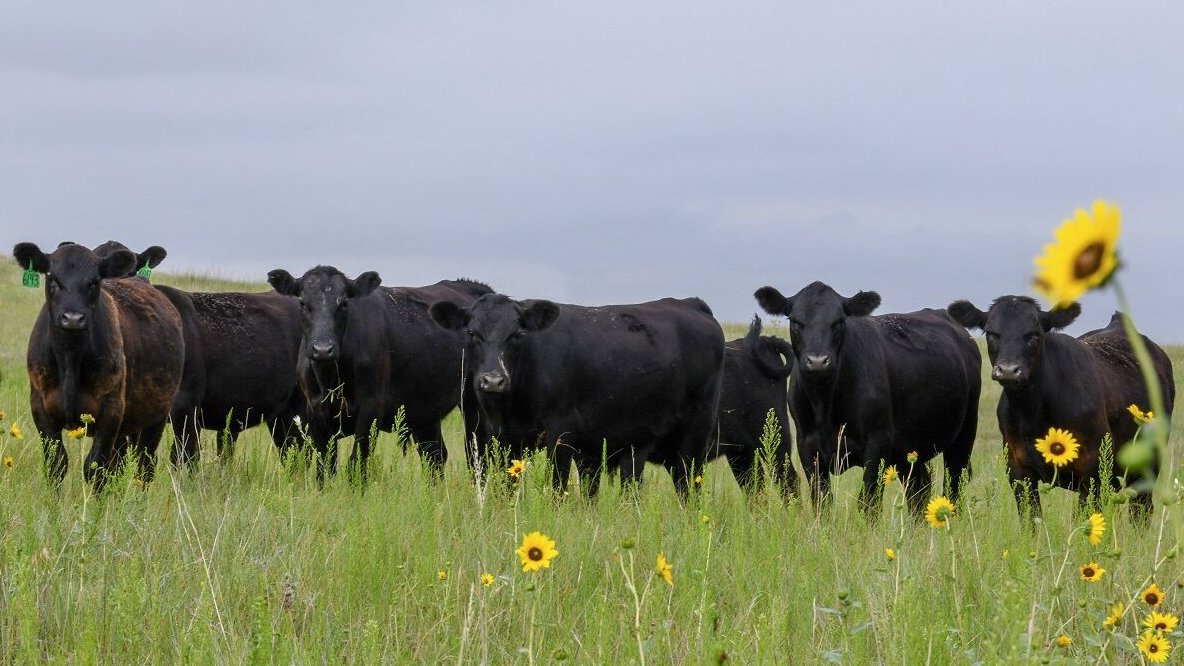 feedlotmagazine's tweet image. A lower #potency #implant may not offer the best #return on your dollar when #forage quality is at its highest early in the #summer. The payout period for common implants compatible for #stocker #cattle is usually around 100 days.

feedlotmagazine.com/news/stocker_s…
