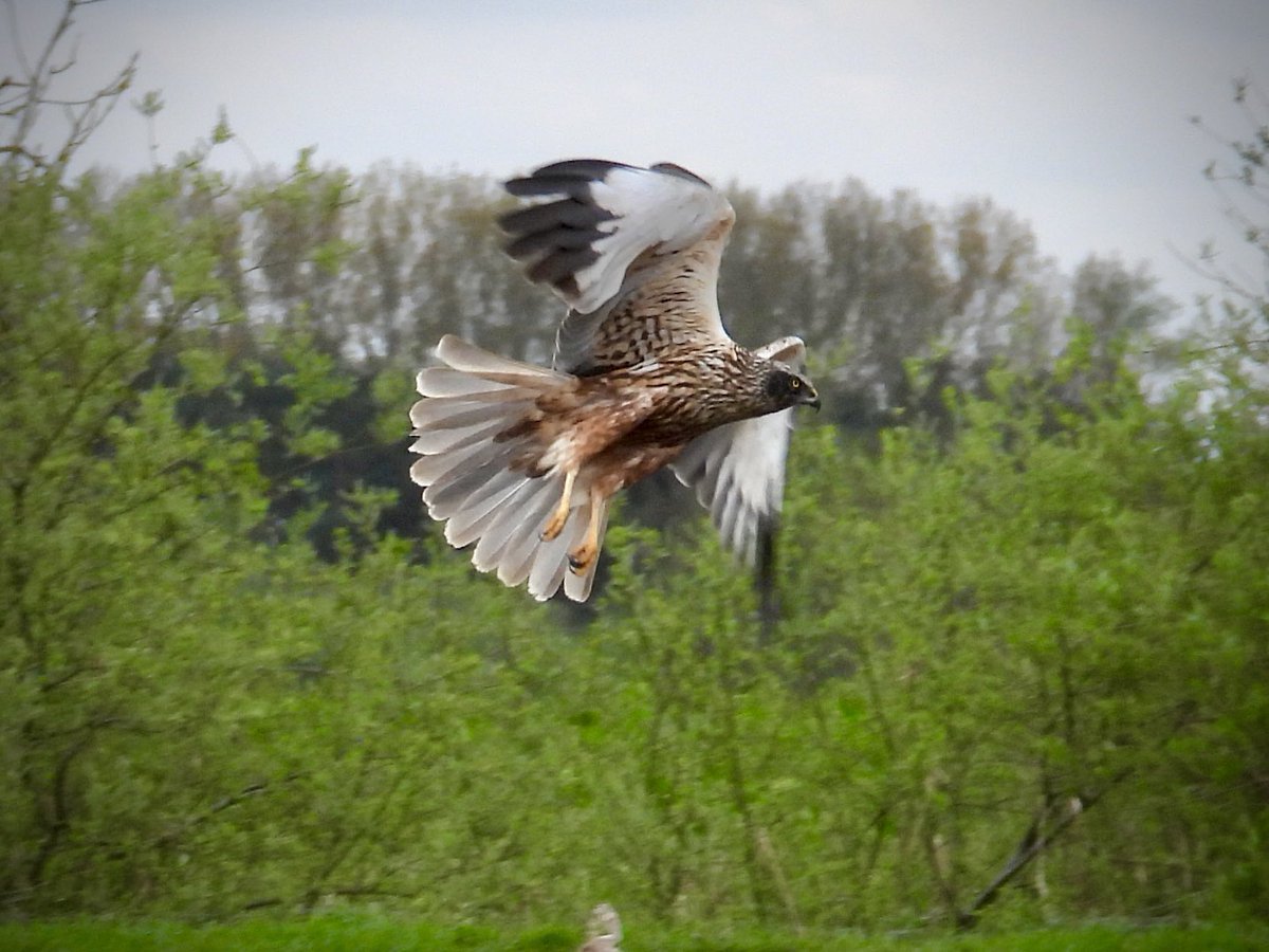 PatHogarth's tweet image. Sunny, overcast, cold little breeze i.e variable conditions @tophilllow today but a fair bit of activity 2/4 male Marsh Harrier displayed to impress herself with noted success 🫣🤭@Natures_Voice @BNAscience @Britnatureguide @YorkshireWater #TwitterNatureCommunity