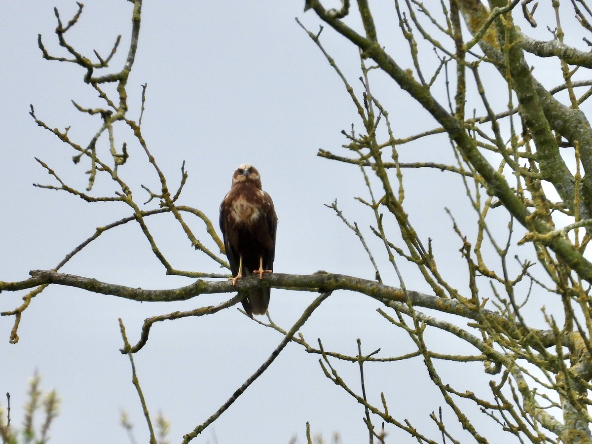 PatHogarth's tweet image. Sunny, overcast, cold little breeze i.e variable conditions @tophilllow today but a fair bit of activity 2/4 male Marsh Harrier displayed to impress herself with noted success 🫣🤭@Natures_Voice @BNAscience @Britnatureguide @YorkshireWater #TwitterNatureCommunity
