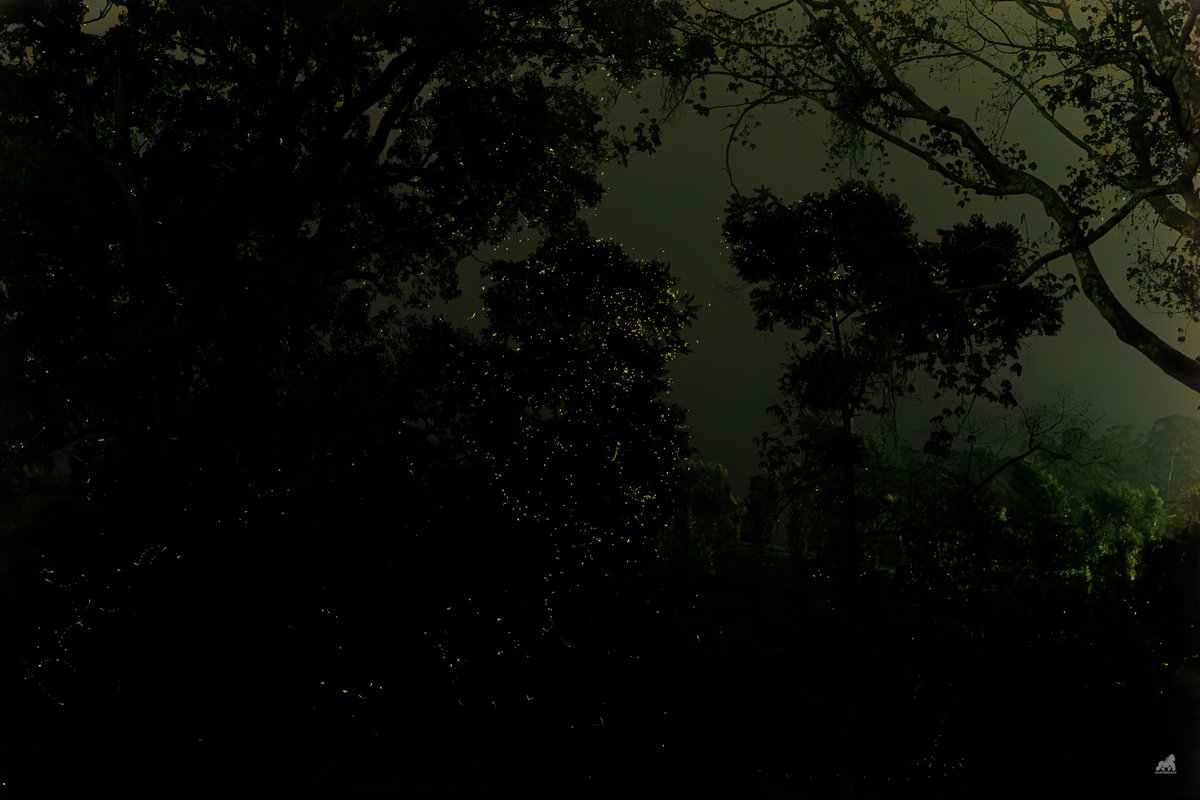 padmakumar5's tweet photo. Something unbelievable happened! We went to #valparai hoping to see fireflies with little hope. Started after the evening session for 2 nights to see the fireflies congregate. Both the nights turned out to be really lucky and the forest put on a show. #firefly @supriyasahuias https://t.co/ocQ7p5GfuD
