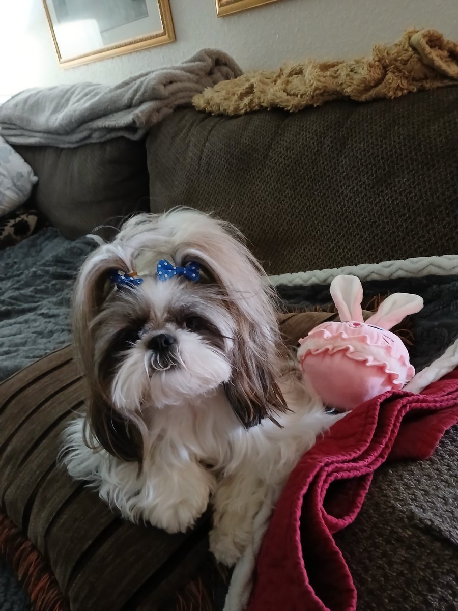 HeatherDodd6's tweet image. Me wantz yuz ta play with me mommy. Herez ta Bun Bun 😁🐾#ZSHQ #dogsoftwitter #dogday #TheRuffRiderz #shihtzu #DogLovers #dogsofX #DogoftheDay #MorningVibes #pupplaycommunity