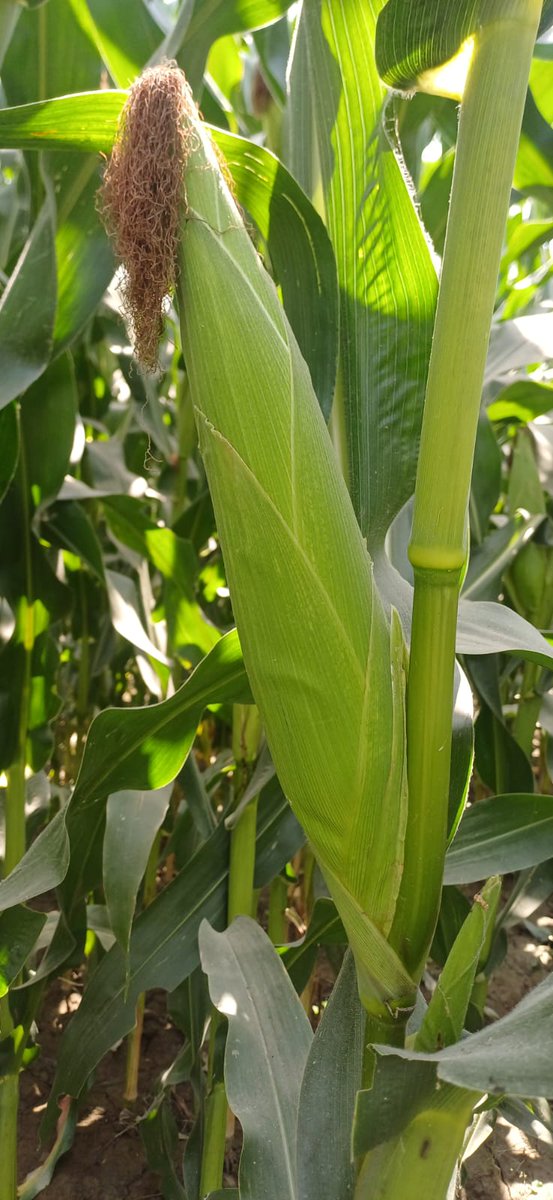 Today on dated 20/4/2026 The Krishi Vigyan Kendra, Bahraich-I,  Scientfic Staff conducted a fields visit under Cluster FrontlineDemonstration (Biofortified Maize variety LQMH-I) on farmers' fields. With the advice of the Krishi Vigyan Kendra, farmers managed their crops very well