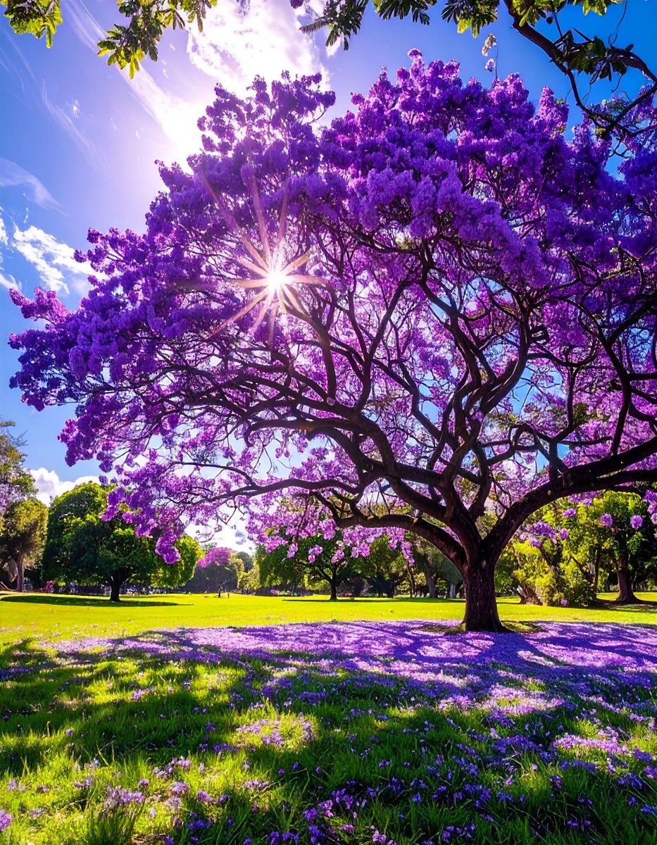 mshafqat72's tweet photo. When the Jacaranda mimosifolia bursts into bloom, the world is painted in soft shades of purple 💜🌸
A gentle reminder that even the quietest trees can create the most breathtaking moments.

#jacaranda #jacarandatree #jacarandaseason #purpleflowers https://t.co/oaxNU7RU9T