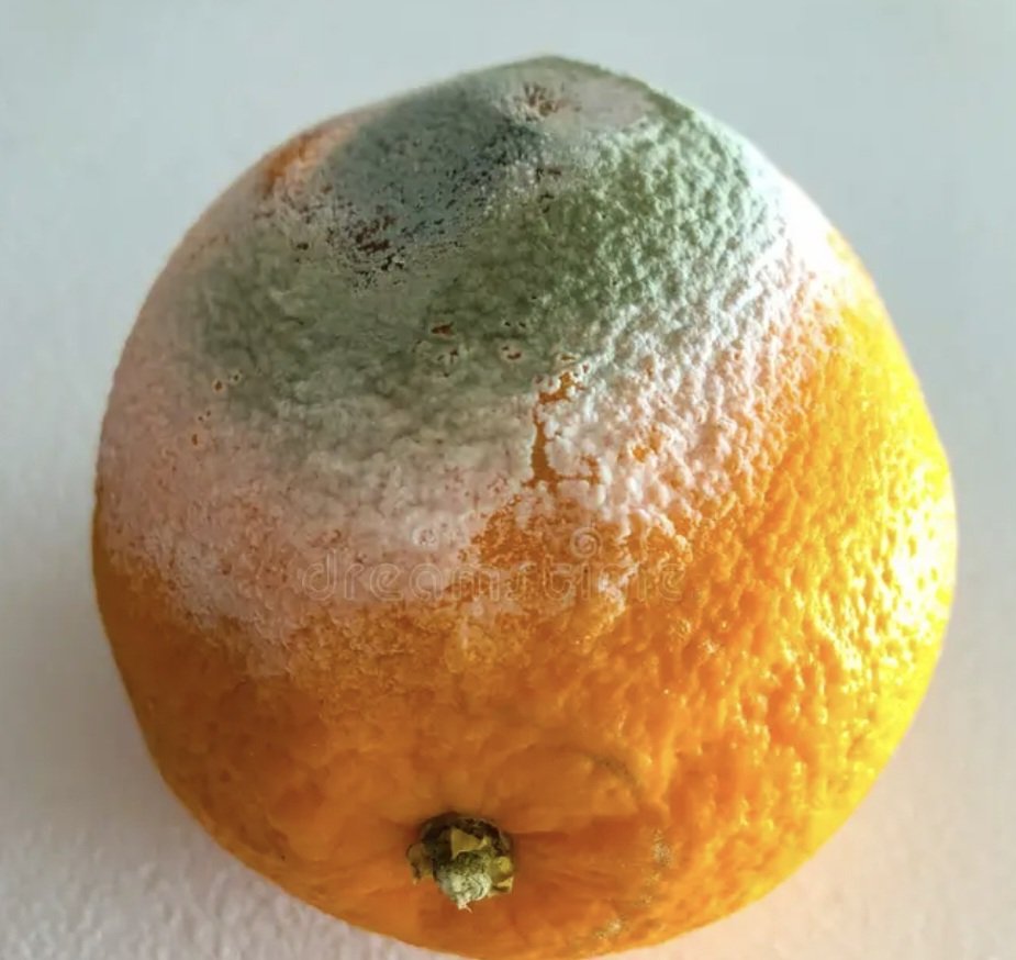 WolverineEye's tweet image. At some point, MAGA is going to have to look their folly in the eye. Look on that man as he truly is; not the way he wants you to see him!
#thoughtfortheday