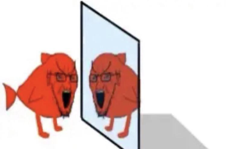 decentralised fish tweet media