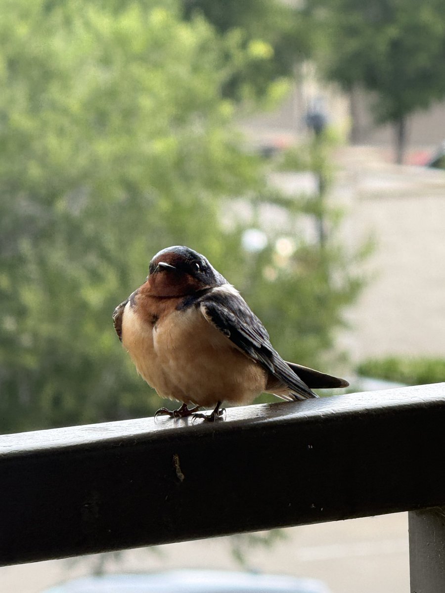eucharistintact's tweet image. papa n mama :) &amp;lt;3 #barnswallow #birding