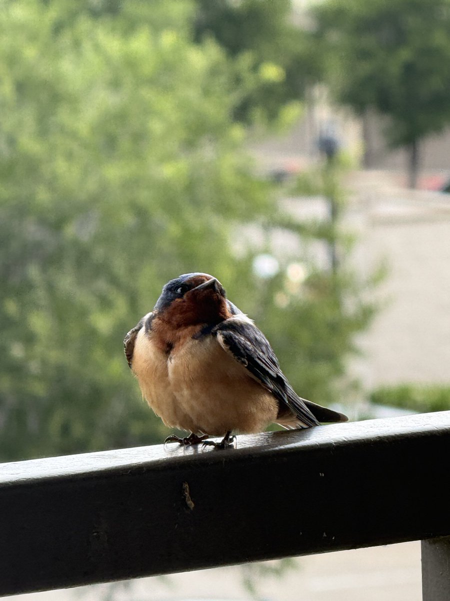 eucharistintact's tweet image. papa n mama :) &amp;lt;3 #barnswallow #birding