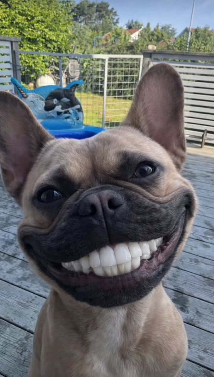 schmerpyleo tweet media