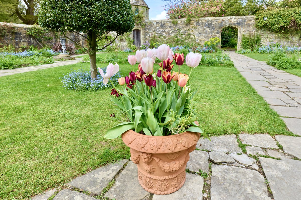 GaryCosham's tweet photo. Tulips in a pot . 😊. https://t.co/jlsixj0BGi