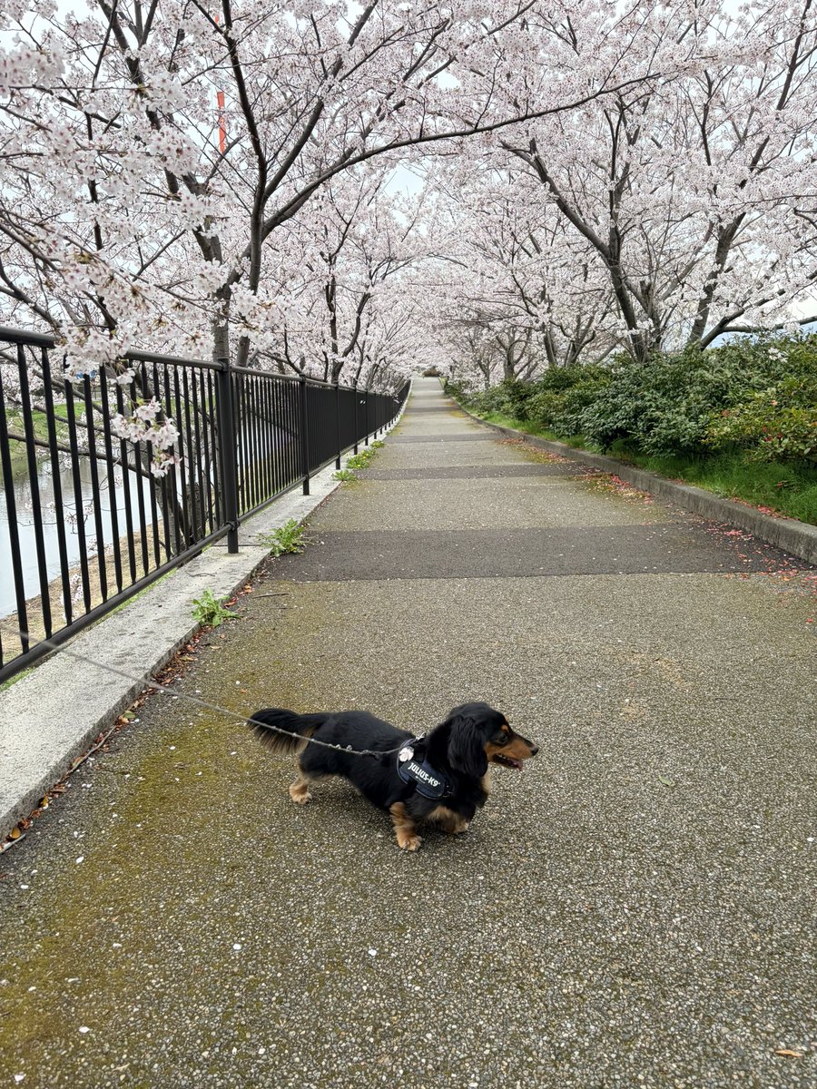 ロイくん🐶Ｍダックス♂ tweet media