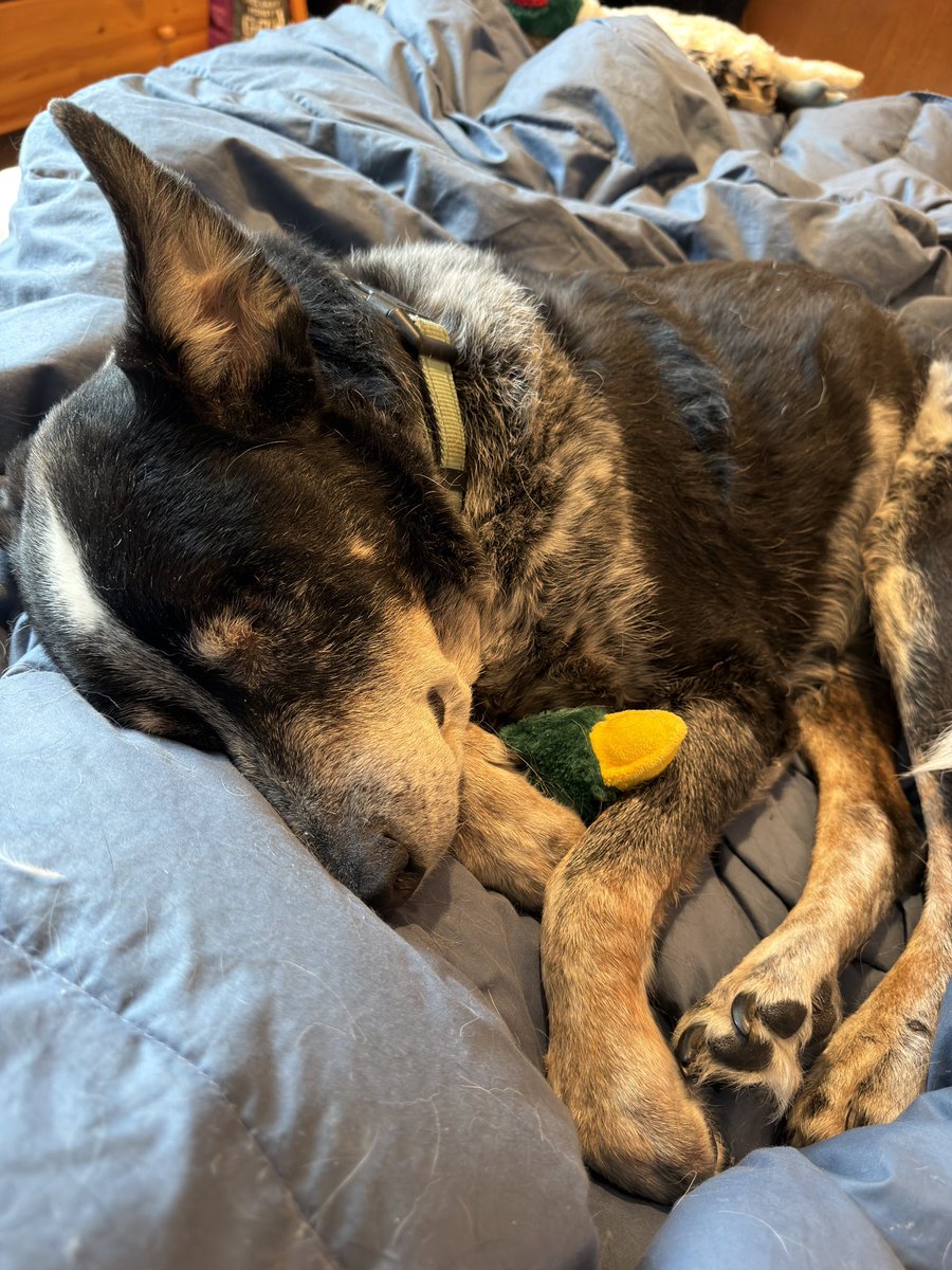 beccaderex's tweet image. The sleepiest old man #cattledog . Down one eye, deaf, 16 years old, still goes hard 💪🏼

Best dogs ever. If you know, you know. 

#dingo