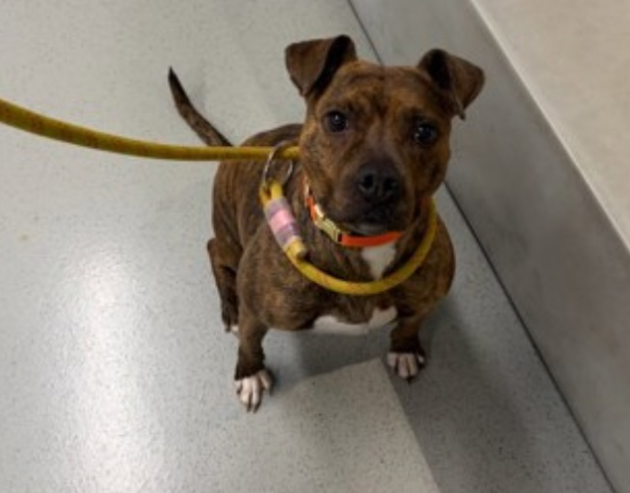 NMBewitched's tweet image. #MondayCelebrations 
#FostersSaveLives  

Ghirardelli was Rescued🎉
Thank you #Foster &amp;amp; #Rescue 
@TAPNYACC will post details  

Tysvm