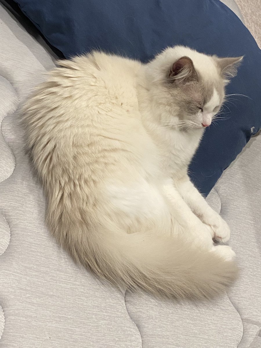 あずま しう tweet media