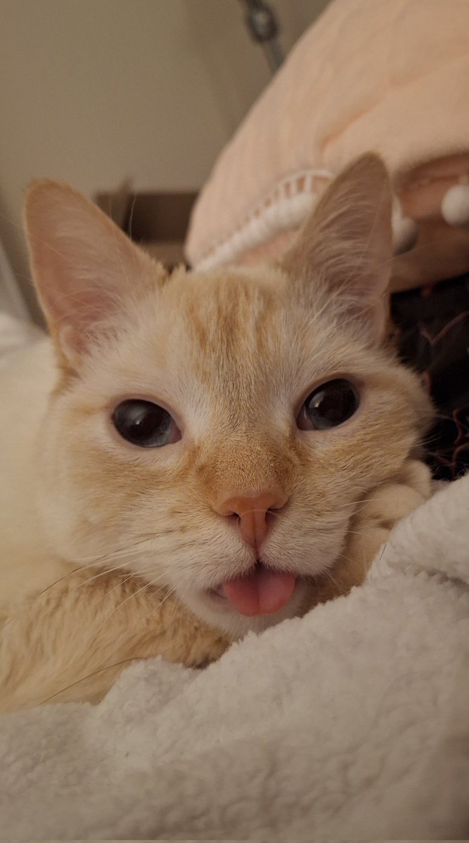 happy baby dog monday!! he has an extra big blep today to help get you through the week!