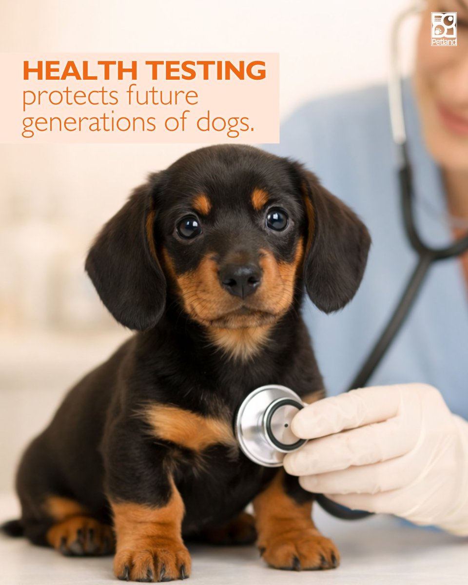 PetlandAshland's tweet image. Congenital health testing protects future generations of dogs. 🐾
Here’s why it matters 👉  petlandashland.com/know-the-impor…

#Petland #DogHealth