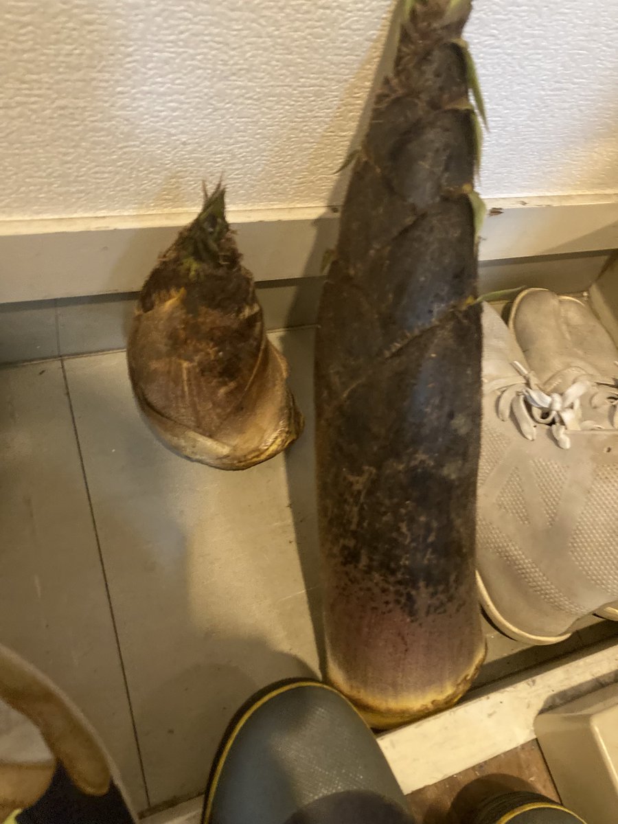 ため画伯/Tammy tweet media