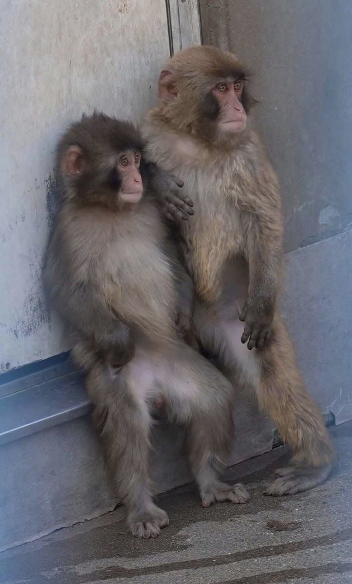 Soy Marbe tweet media