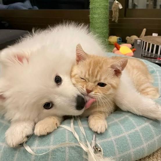 𝐓𝐘 | แม่(ปลอม) พี่ช่า 🐈‍⬛ (rest) tweet media