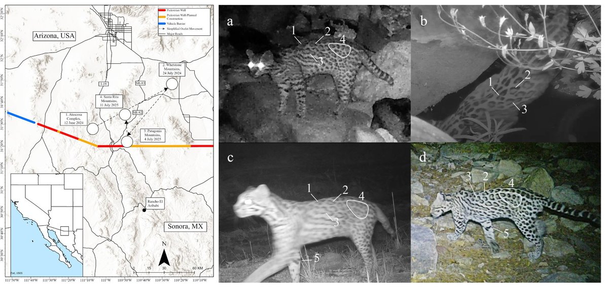 Sky Island Alliance tweet media