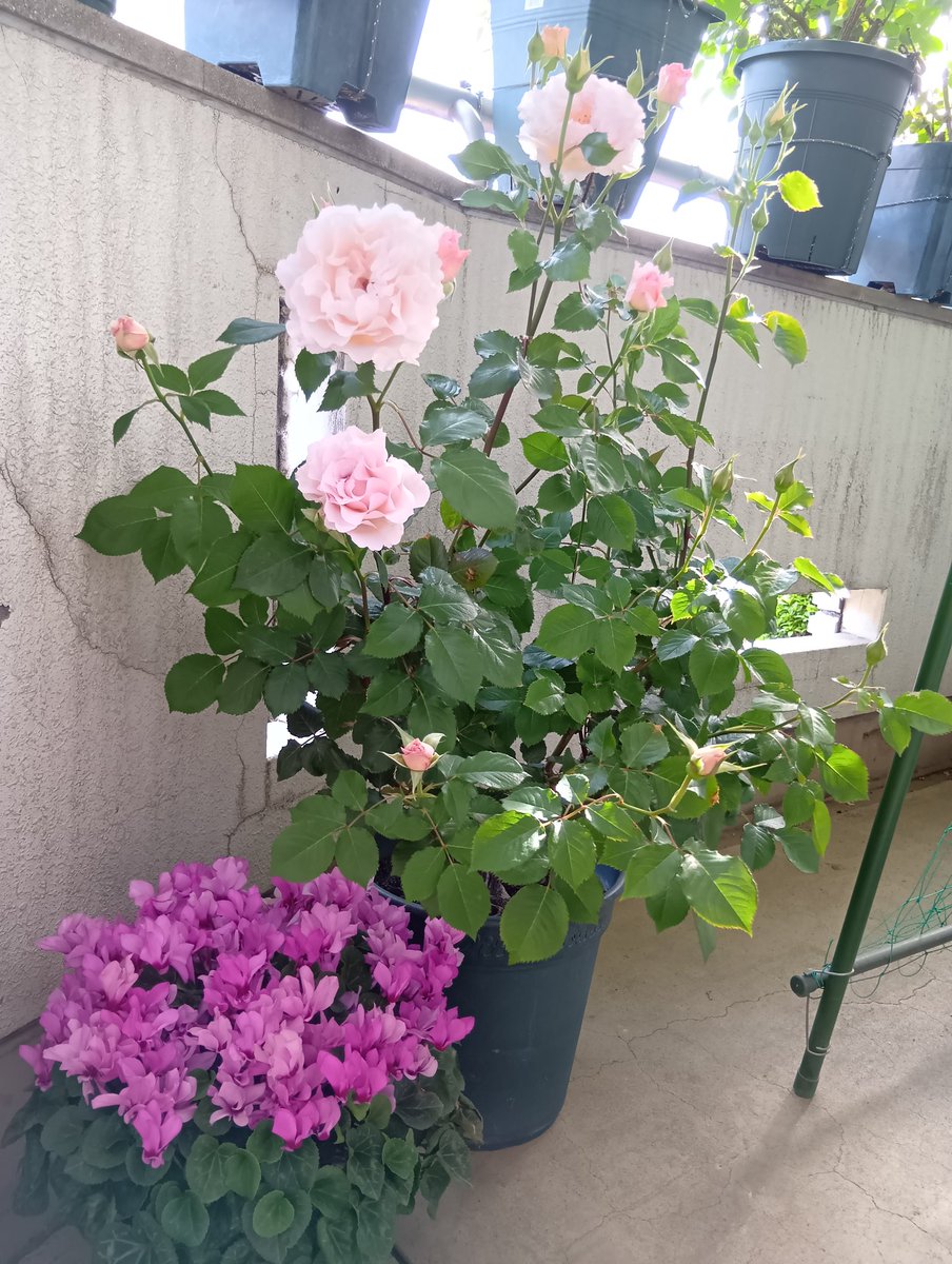 🌹ラ マリエ
ひらひらの花弁です
