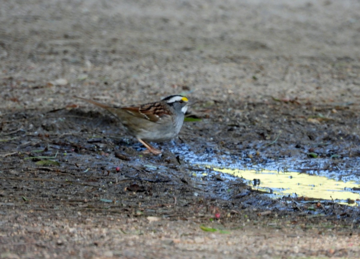 rbabox_la's tweet image. A White-throated Sparrow continues at Frank G. Bonelli RP/Puddingstone Reservoir and vicinity ebird.org/checklist/S323… Photo: Rod Higbie #lacobirds #birding